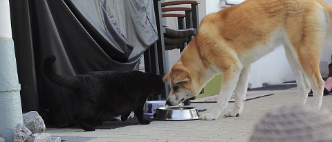 Ich hab Hunger, krich aber nix! Ich hab Hunger, krich aber nix!