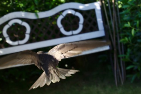 Mauerklatscher beim Notstart Mauerklatscher beim Notstart