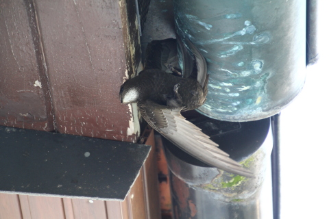 Quax, der Bruchpilot. Quax, der Bruchpilot.